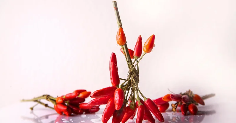 Épinglez la gestion du piquant : le vrai secret d'un chili épicé maîtrisé